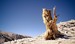 Bristlecone Pine
