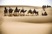 camels